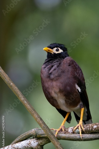 Common myna perched on a tree branch with a blurred background