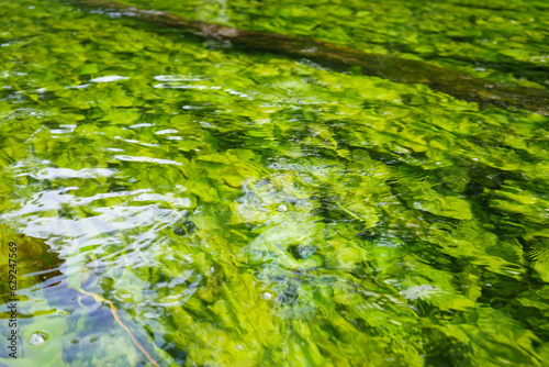 Fototapeta Naklejka Na Ścianę i Meble -  Seaweed, water plants in Krutynia, the one of the purrest polish rivers