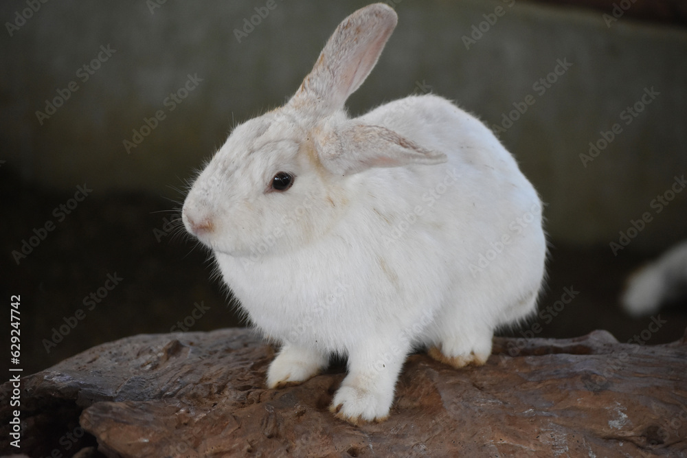 Fototapeta premium Gorgeous White Fluffy Bunny Rabbit Sitting on a Log