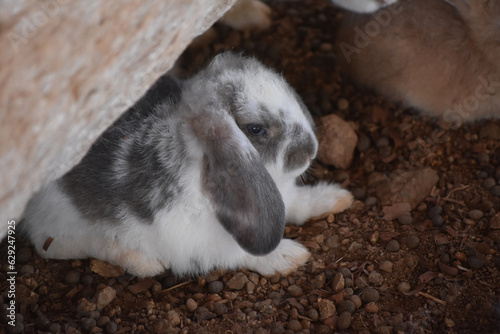 White and Gray Spotted Baby Bunny Rabbit Under a Rock