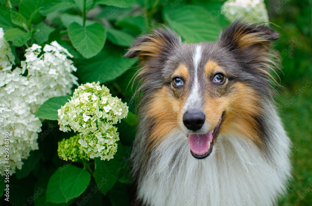 Cute tricolor dog sheltie with blue eyes in the garden with bush with white flowers Cute tricolor dog sheltie with blue eyes in the garden with bush with white flowers
