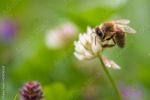 a bee on white clover on a meadow at a summer day