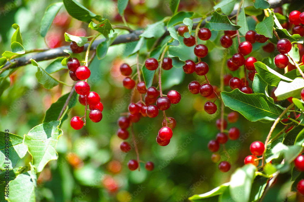 Red berries of Prunus padus (bird cherry, hackberry, hagberry or Mayday tree) on tree branches