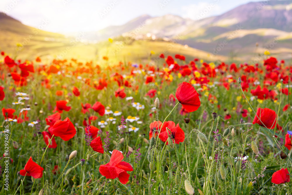 Poppy flowers blooming on summer meadow in mountain valley Poppy flowers blooming on summer meadow in mountain valley