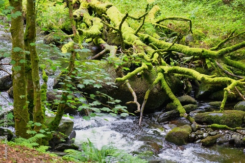 waterfall in the forest © Robert