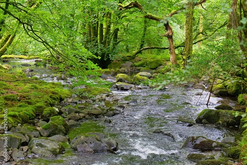 Fototapeta Naklejka Na Ścianę i Meble -  natural small river in the forest