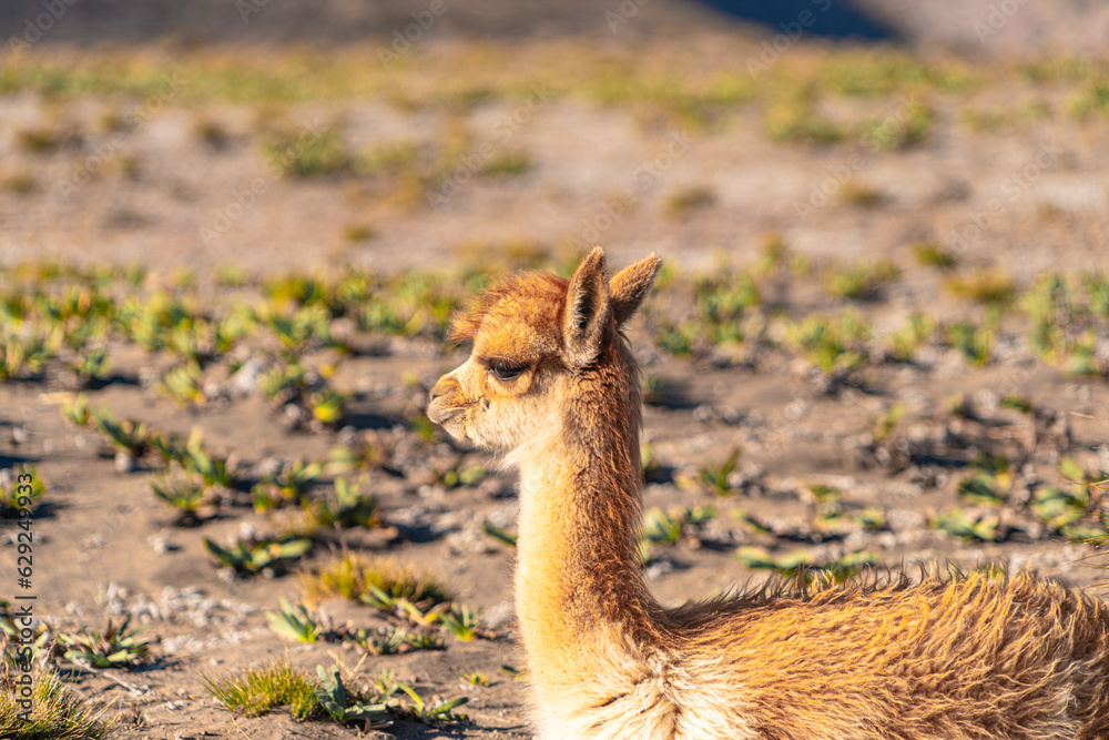 Sunset in the Chimborazo mountains with guanacos and vicuñas