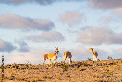 Photography Sunset in the Chimborazo mountains with guanacos and vicuñas