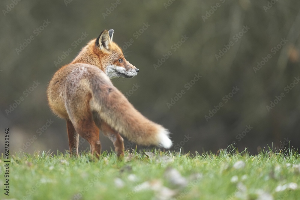 Fototapeta premium Selective focus of a small red fox in a field with a blurry background