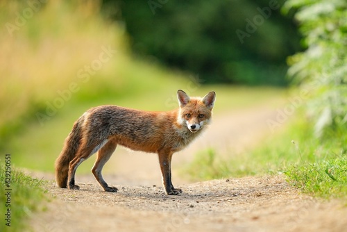 Scenic view of a red fox standing on a road near a forest and looking into the camera © Unknown Unknown93/Wirestock Creators
