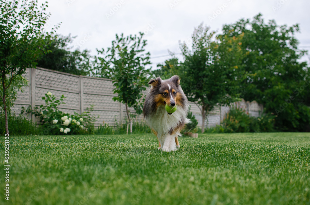 Cute tricolor dog sheltie is playing with toy ball in the garden on green grass. Happy playful shetland sheepdog Cute tricolor dog sheltie is playing with toy ball in the garden on green grass. Happy playful shetland sheepdog