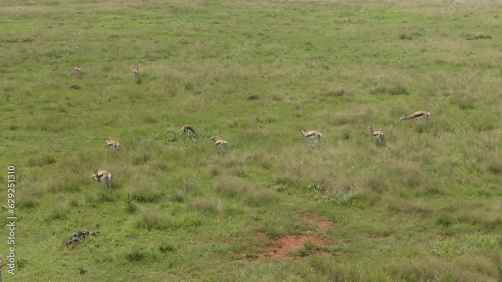 Drone view over a group of antelopes on a green field Drone view over a group of antelopes on a green field