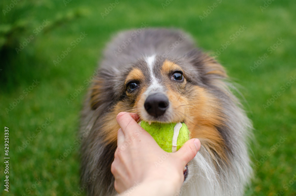 Cute tricolor dog sheltie is playing with toy ball in the garden on green grass. Happy playful shetland sheepdog