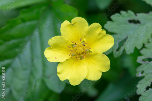 Wild plant flowers, North China