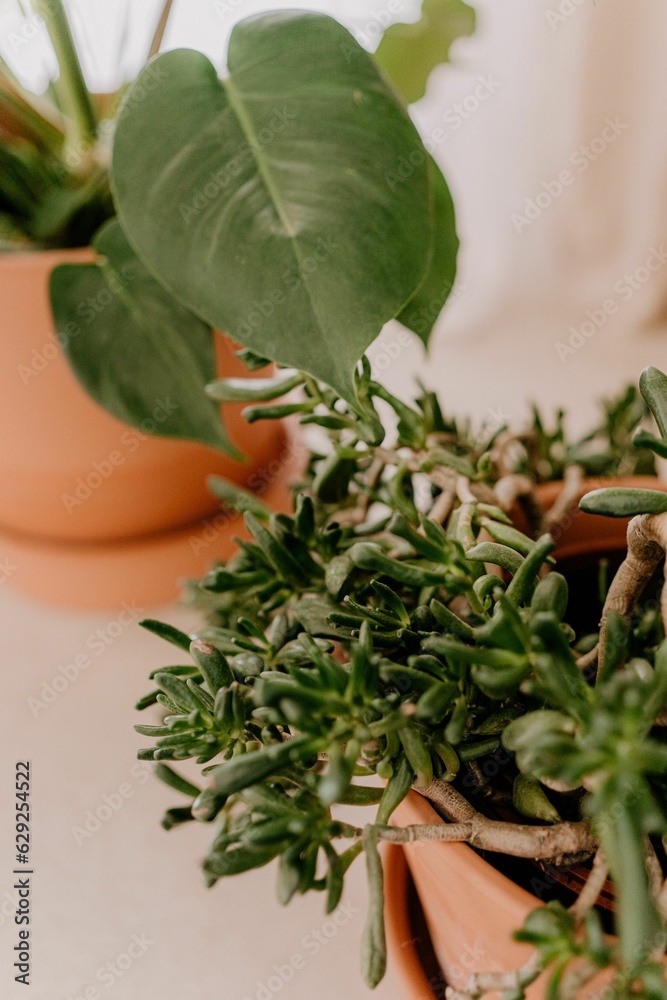 Variety of potted plants displayed on the floor of a room creating a vibrant and inviting atmosphere Variety of potted plants displayed on the floor of a room creating a vibrant and inviting atmosphere