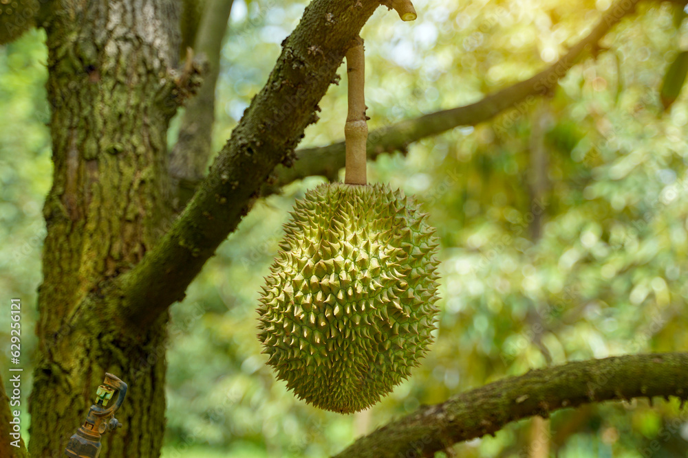 The durian on the tree is the king of fruits. The skin is thick and hard with sharp thorns. The yellow flesh is separated into lobes. with brown seeds inside the meat have a unique smell sweet taste The durian on the tree is the king of fruits. The skin is thick and hard with sharp thorns. The yellow flesh is separated into lobes. with brown seeds inside the meat have a unique smell sweet taste