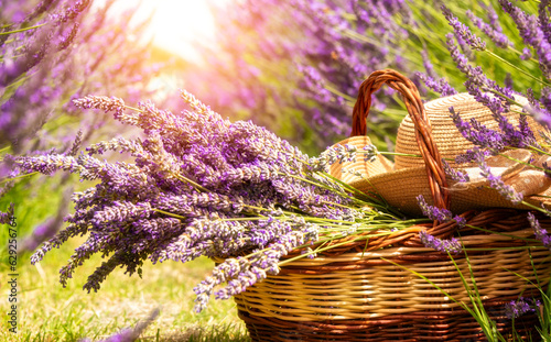 Fototapeta Naklejka Na Ścianę i Meble -  Basket with lavender flowers and straw hat on flower field in summer