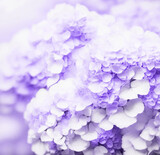 Purple hydrangea closeup background. Beautiful artistic image of delicate flowers.