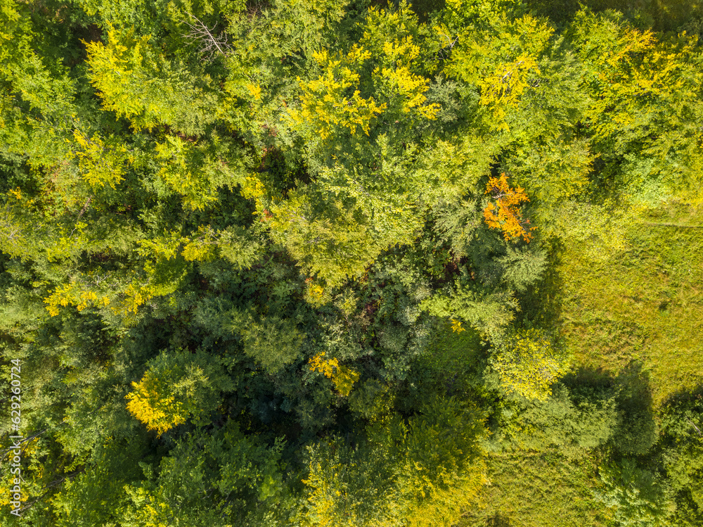Background with Green Vegetation. Flat Lay Aerial View Background with Green Vegetation. Flat Lay Aerial View