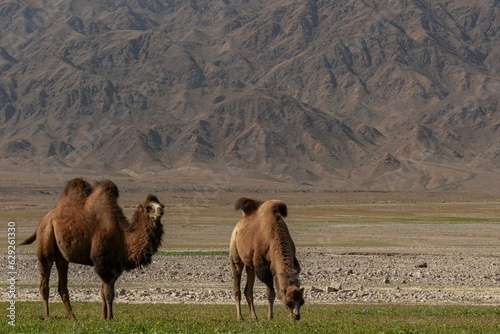 Camels peacefully grazing on the lush grass in front of a dramatic mountain range backdrop