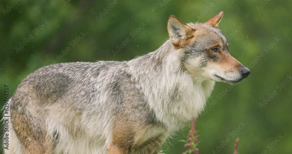 Large female grey wolf standing in heavy rain in the forest Large female grey wolf standing in heavy rain in the forest