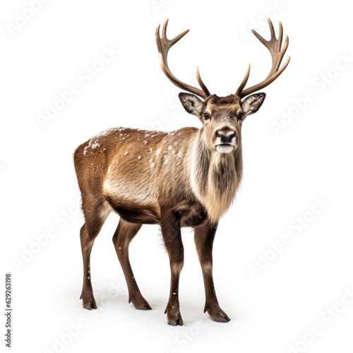 Reindeer in winter isolated on white background 