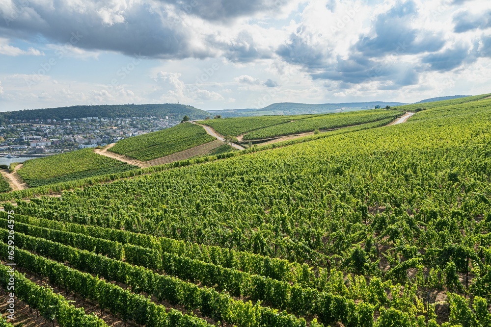 Aerial view of hills and vineyards above Rudesheim am Rhein in Rhine Valley