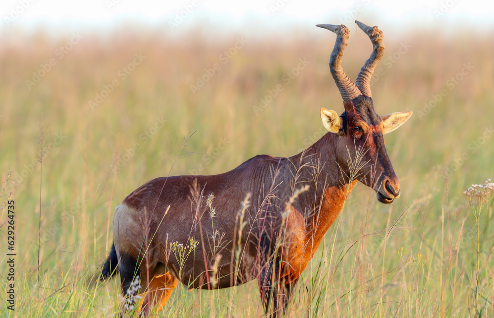 Fototapeta premium Red Hartebeest Bull, South Africa