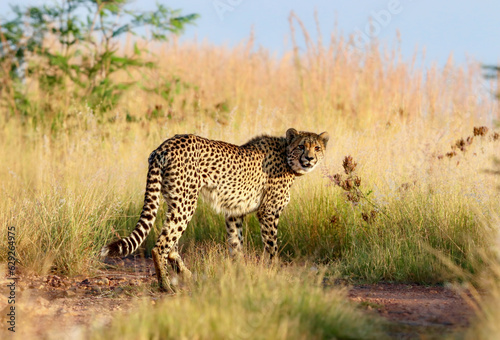 Cheetah in South Africa