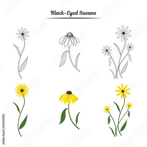 Black - eyed susans flower illustration. Black-Eyed Susans flower outline. 
