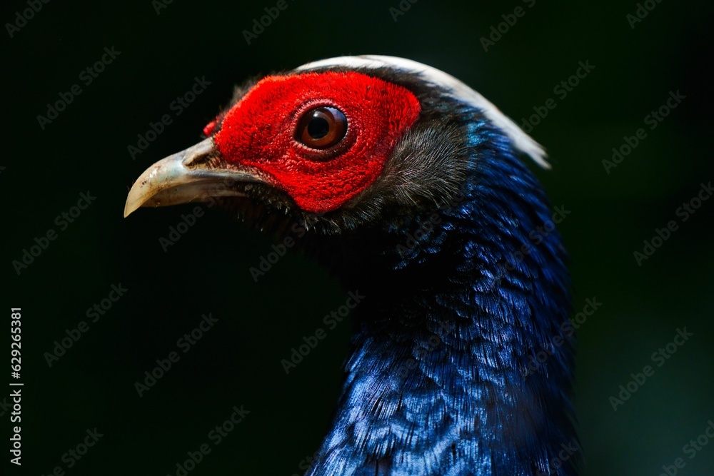 Close-up of a vibrant Edwards pheasant against a black background