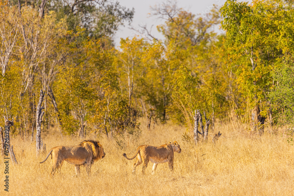 Fototapeta premium African Lion Couple Walking Through Hwange National Park