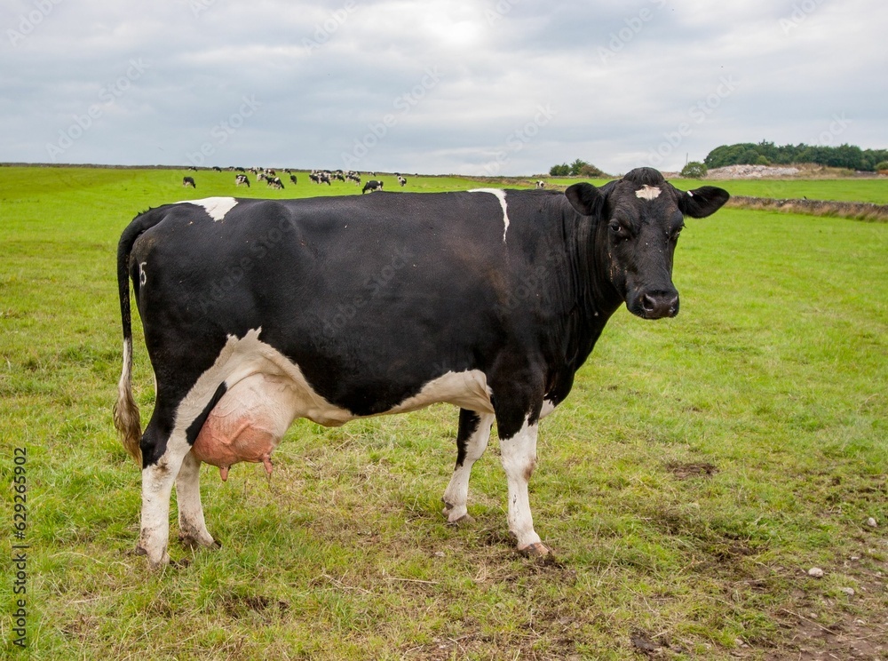 Black and white Fresian cow stands in a meadow, ready to be milked Black and white Fresian cow stands in a meadow, ready to be milked