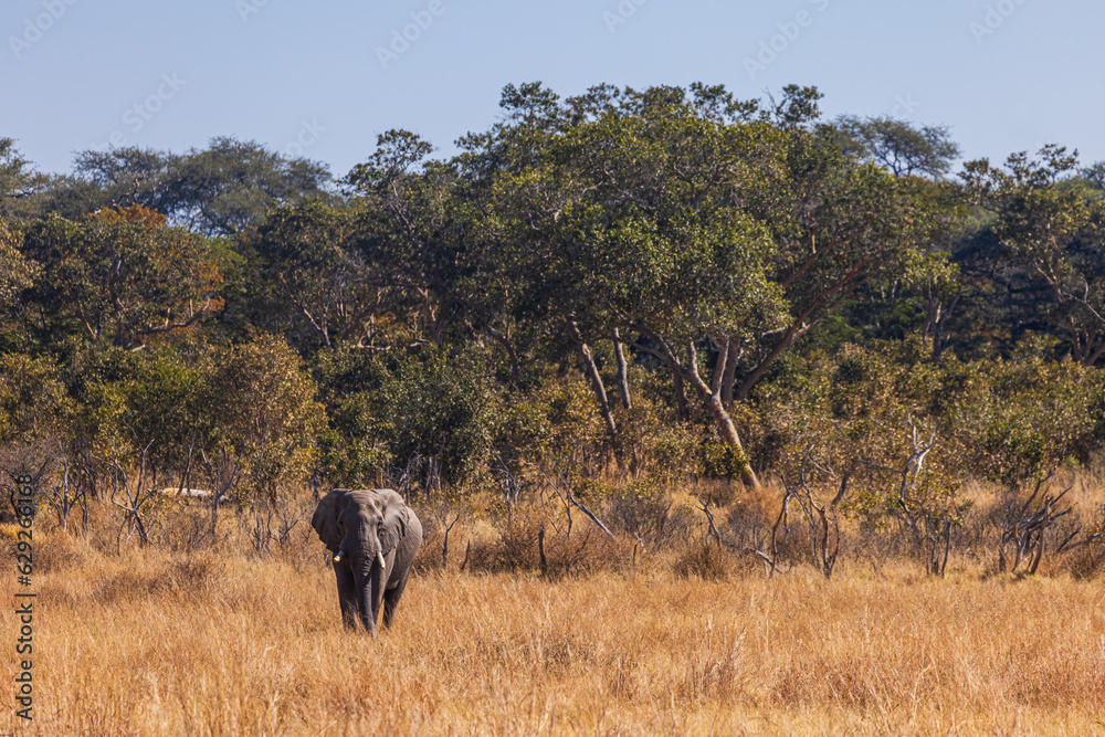 Elephant walking from the bush across the dry parched African Plains in Hwange national park, Zimbabwe, Southern Africa Elephant walking from the bush across the dry parched African Plains in Hwange national park, Zimbabwe, Southern Africa