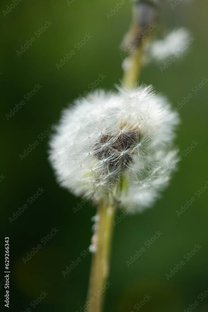 Fototapeta premium dandelion seed head