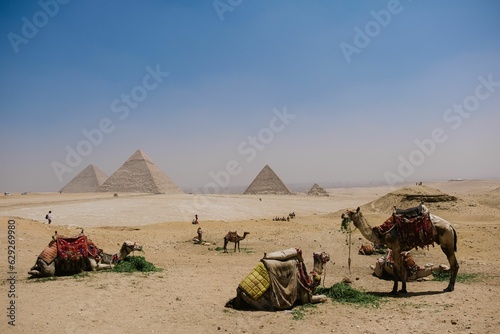 a group of Camels at the Pyramids of Giza