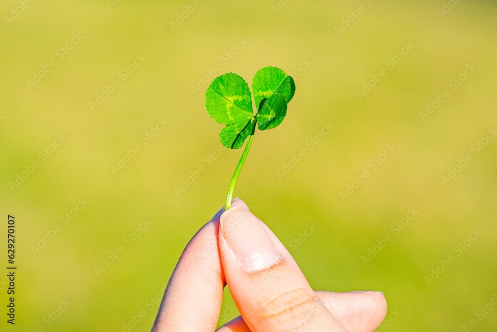 Woman's hand holding a four-leaf clover Woman's hand holding a four-leaf clover