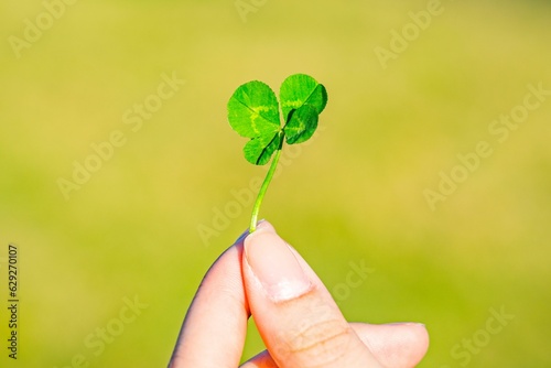 Woman's hand holding a four-leaf clover