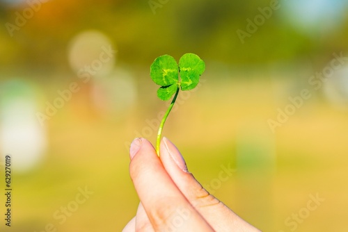 Woman's hand holding a four-leaf clover