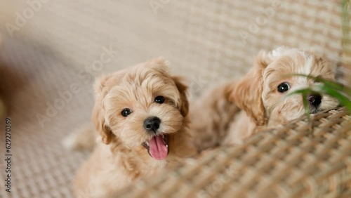Cute puppies of the Maltipoo breed are resting in the arms of a girl on beautiful home. Beloved pet in the natural atmosphere.