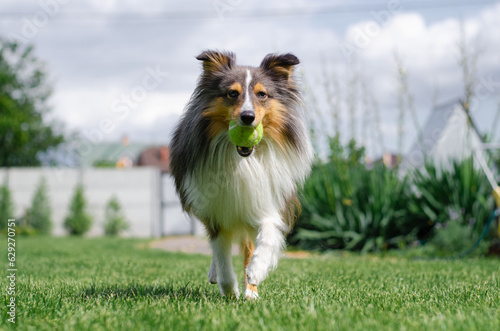 Cute tricolor dog sheltie is playing with toy ball in the garden on green grass. Happy playful shetland sheepdog