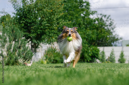 Fototapeta Naklejka Na Ścianę i Meble -  Cute tricolor dog sheltie is playing with toy ball in the garden on green grass. Happy playful shetland sheepdog