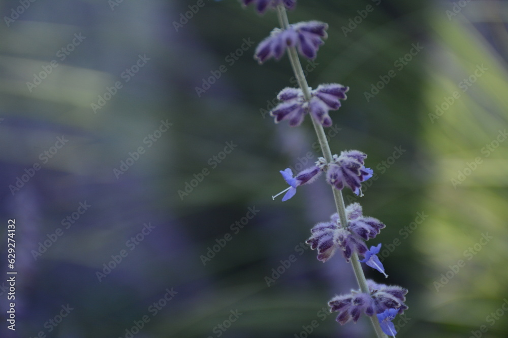 Obraz premium Stem with purple flowers of perovskia pamirica (salvia yangii) ornamental plant on blurred background