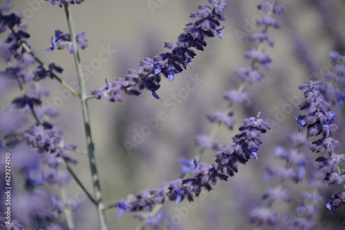  Silvery branches with gray-violet flowers of an ornamental plant perovskia atriplicifolia  salvia yangii  of the Blue spire variety