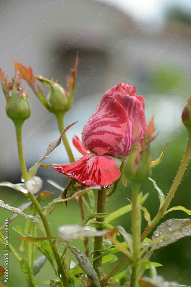 Bushes of variegated red rose with cobwebs in the garden in summer Bushes of variegated red rose with cobwebs in the garden in summer