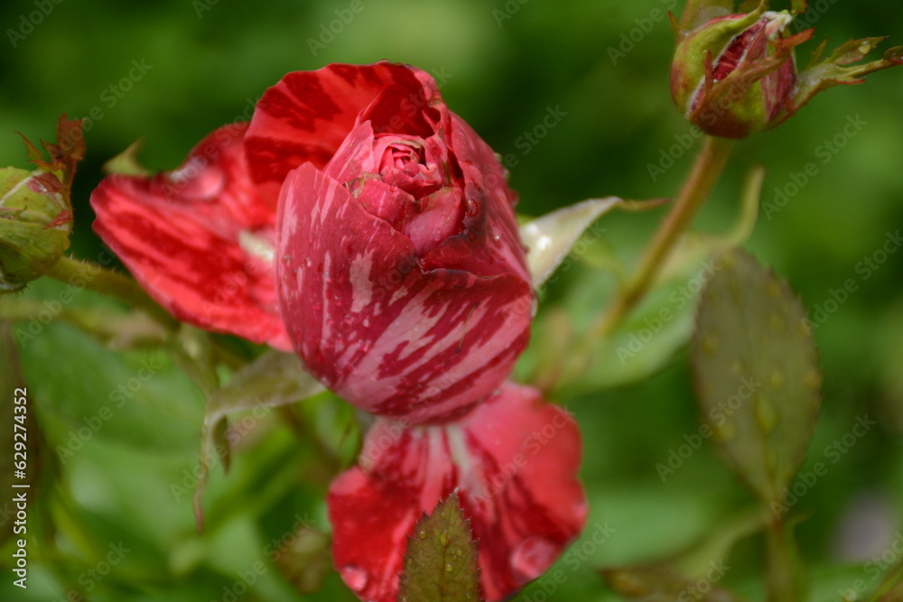 Bud of a red beautiful motley rose blooms in the garden Bud of a red beautiful motley rose blooms in the garden