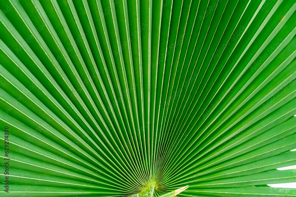 Obraz premium Botanical display of Green Tropical Biophilia, Fan Leaved Palm Treein Gage Park Tropical Greenhouse contains palms, ferns, orchids and tropical species. Popular destination for nature lovers.