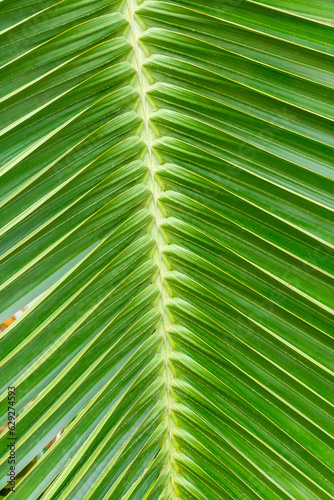 Coconut palm leaf in the Gage Park Tropical Greenhouse. Lush greenery and vibrant floral blooming. Tropical House with exotic plants. Botanical gem located in Hamilton  Ontario  Canada.