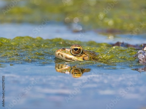 a small frog laying in the water while looking at a camera