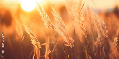 Dry grass-panicles of against orange sky with a sunset. Nature  decorative wild reeds  ecology. Summer evening  dry autumn field  generative ai